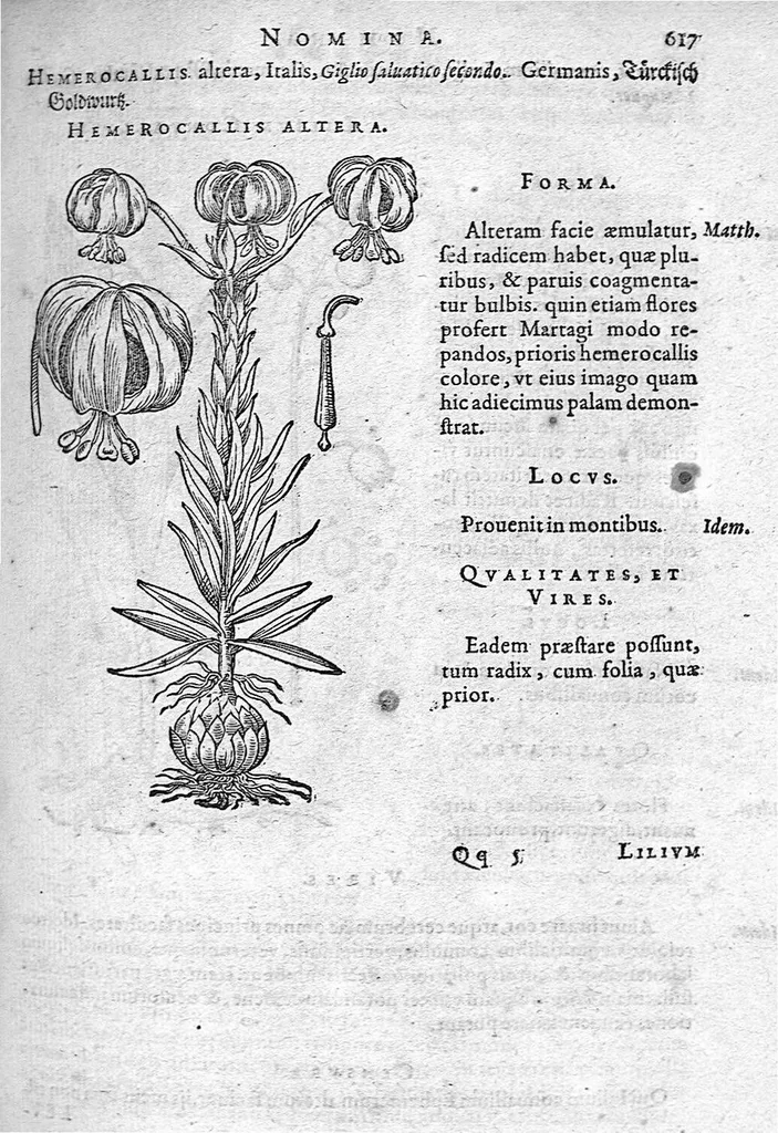 An illustration from De plantis Epitome utilissima, Petri Andreae Matthioli Senensis, medici excellentissimi, etc. Novis iconibus et descriptionibus pluribus nunc primum diligenter aucta, à D. Ioachimo Camerario medico inclytae Reip. Noribergensis., 1586, leaf 626
