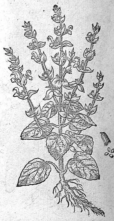 An illustration from De plantis Epitome utilissima, Petri Andreae Matthioli Senensis, medici excellentissimi, etc. Novis iconibus et descriptionibus pluribus nunc primum diligenter aucta, à D. Ioachimo Camerario medico inclytae Reip. Noribergensis., 1586, leaf 639