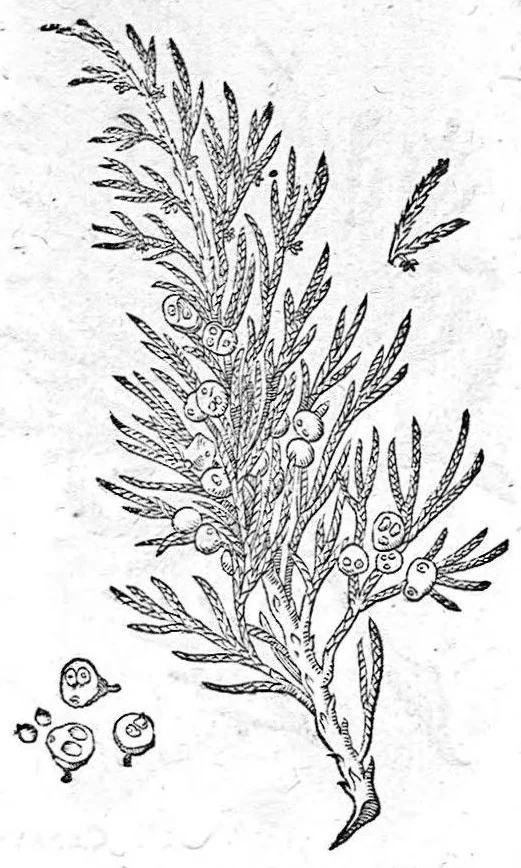 An illustration from De plantis Epitome utilissima, Petri Andreae Matthioli Senensis, medici excellentissimi, etc. Novis iconibus et descriptionibus pluribus nunc primum diligenter aucta, à D. Ioachimo Camerario medico inclytae Reip. Noribergensis., 1586, leaf 64