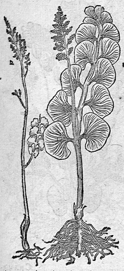 An illustration from De plantis Epitome utilissima, Petri Andreae Matthioli Senensis, medici excellentissimi, etc. Novis iconibus et descriptionibus pluribus nunc primum diligenter aucta, à D. Ioachimo Camerario medico inclytae Reip. Noribergensis., 1586, leaf 652