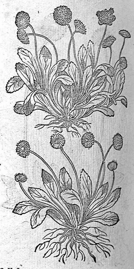 An illustration from De plantis Epitome utilissima, Petri Andreae Matthioli Senensis, medici excellentissimi, etc. Novis iconibus et descriptionibus pluribus nunc primum diligenter aucta, à D. Ioachimo Camerario medico inclytae Reip. Noribergensis., 1586, leaf 665