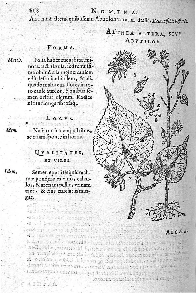An illustration from De plantis Epitome utilissima, Petri Andreae Matthioli Senensis, medici excellentissimi, etc. Novis iconibus et descriptionibus pluribus nunc primum diligenter aucta, à D. Ioachimo Camerario medico inclytae Reip. Noribergensis., 1586, leaf 677