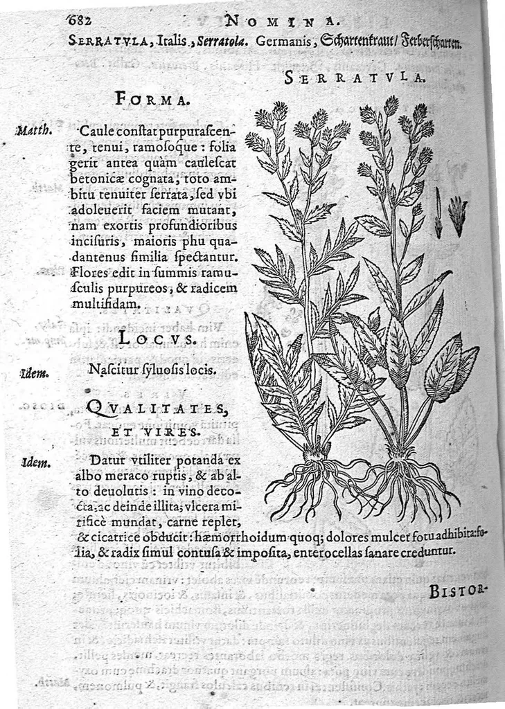 An illustration from De plantis Epitome utilissima, Petri Andreae Matthioli Senensis, medici excellentissimi, etc. Novis iconibus et descriptionibus pluribus nunc primum diligenter aucta, à D. Ioachimo Camerario medico inclytae Reip. Noribergensis., 1586, leaf 691