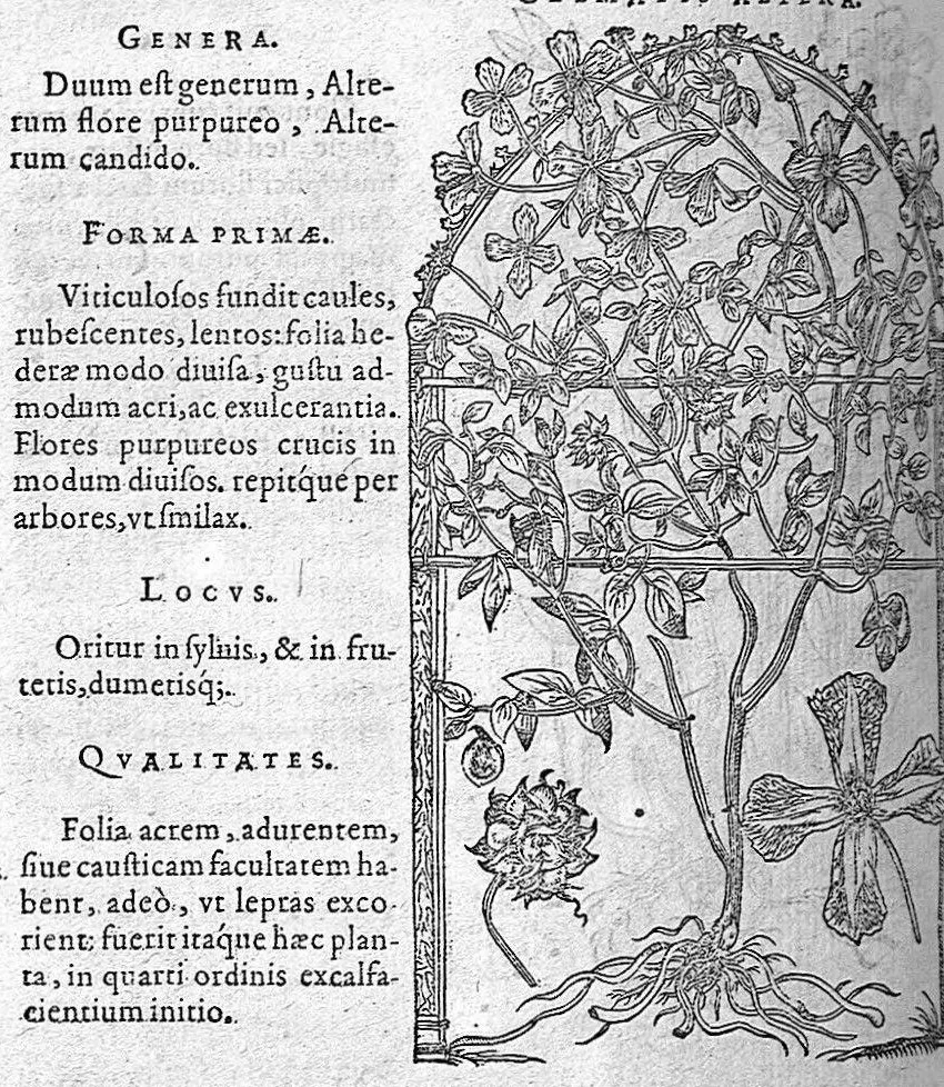An illustration from De plantis Epitome utilissima, Petri Andreae Matthioli Senensis, medici excellentissimi, etc. Novis iconibus et descriptionibus pluribus nunc primum diligenter aucta, à D. Ioachimo Camerario medico inclytae Reip. Noribergensis., 1586, leaf 705
