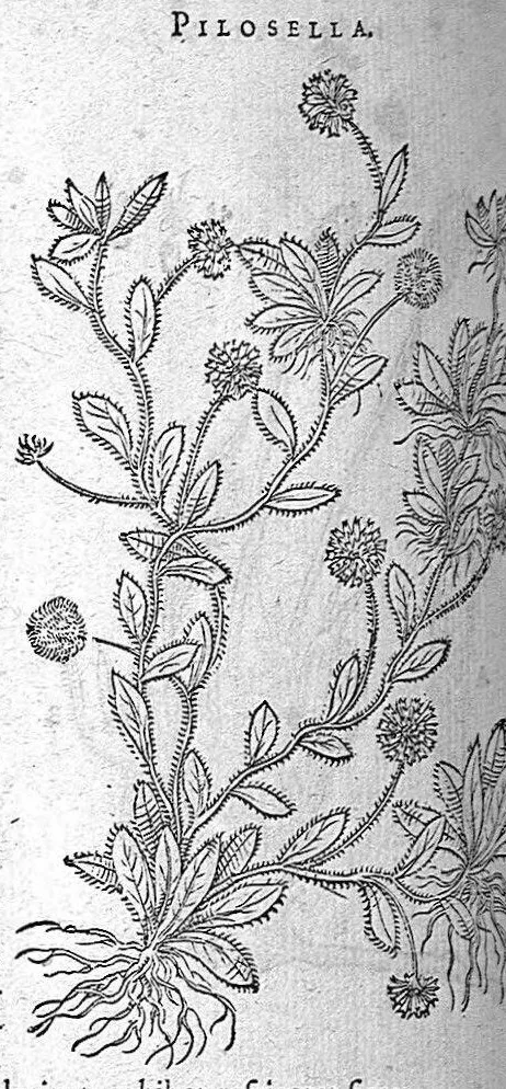 An illustration from De plantis Epitome utilissima, Petri Andreae Matthioli Senensis, medici excellentissimi, etc. Novis iconibus et descriptionibus pluribus nunc primum diligenter aucta, à D. Ioachimo Camerario medico inclytae Reip. Noribergensis., 1586, leaf 717