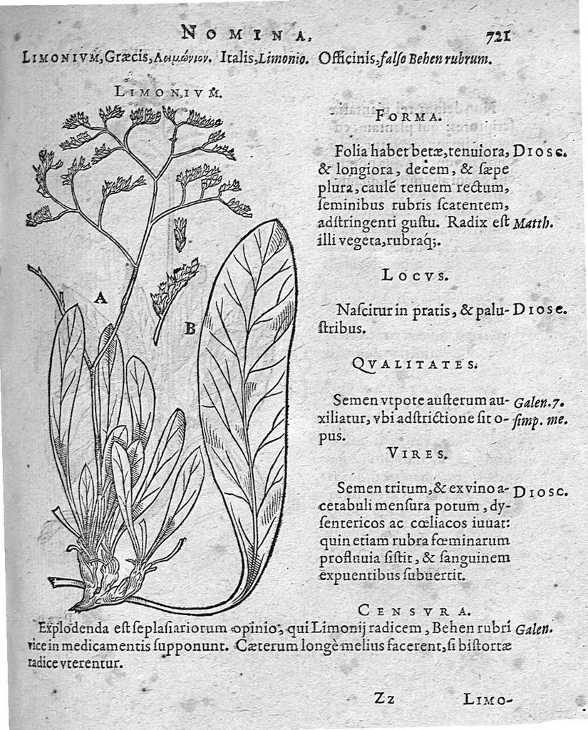 An illustration from De plantis Epitome utilissima, Petri Andreae Matthioli Senensis, medici excellentissimi, etc. Novis iconibus et descriptionibus pluribus nunc primum diligenter aucta, à D. Ioachimo Camerario medico inclytae Reip. Noribergensis., 1586, leaf 730