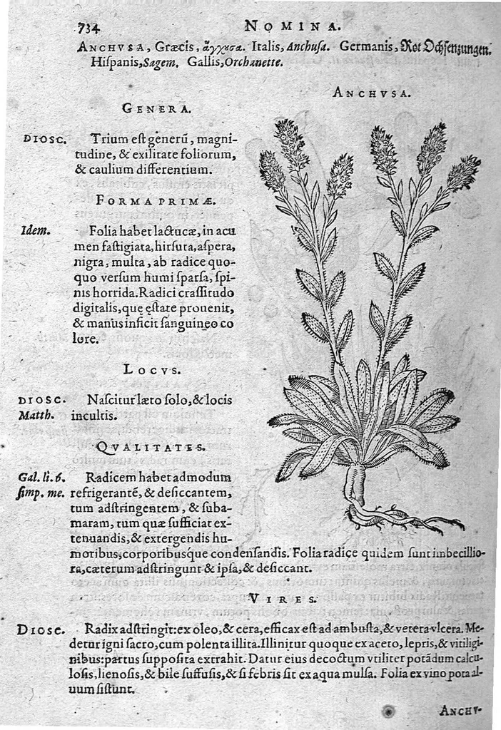 An illustration from De plantis Epitome utilissima, Petri Andreae Matthioli Senensis, medici excellentissimi, etc. Novis iconibus et descriptionibus pluribus nunc primum diligenter aucta, à D. Ioachimo Camerario medico inclytae Reip. Noribergensis., 1586, leaf 743