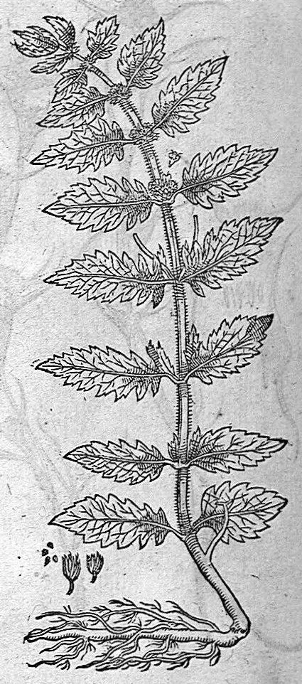 An illustration from De plantis Epitome utilissima, Petri Andreae Matthioli Senensis, medici excellentissimi, etc. Novis iconibus et descriptionibus pluribus nunc primum diligenter aucta, à D. Ioachimo Camerario medico inclytae Reip. Noribergensis., 1586, leaf 755