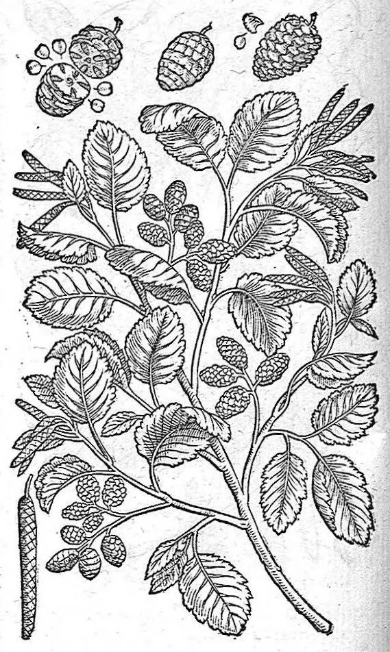 An illustration from De plantis Epitome utilissima, Petri Andreae Matthioli Senensis, medici excellentissimi, etc. Novis iconibus et descriptionibus pluribus nunc primum diligenter aucta, à D. Ioachimo Camerario medico inclytae Reip. Noribergensis., 1586, leaf 77