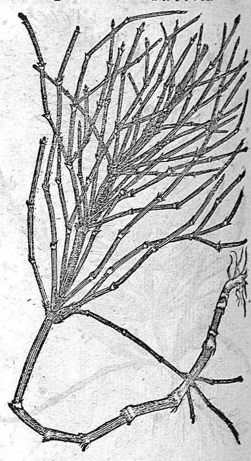 An illustration from De plantis Epitome utilissima, Petri Andreae Matthioli Senensis, medici excellentissimi, etc. Novis iconibus et descriptionibus pluribus nunc primum diligenter aucta, à D. Ioachimo Camerario medico inclytae Reip. Noribergensis., 1586, leaf 781