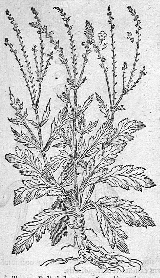 An illustration from De plantis Epitome utilissima, Petri Andreae Matthioli Senensis, medici excellentissimi, etc. Novis iconibus et descriptionibus pluribus nunc primum diligenter aucta, à D. Ioachimo Camerario medico inclytae Reip. Noribergensis., 1586, leaf 806