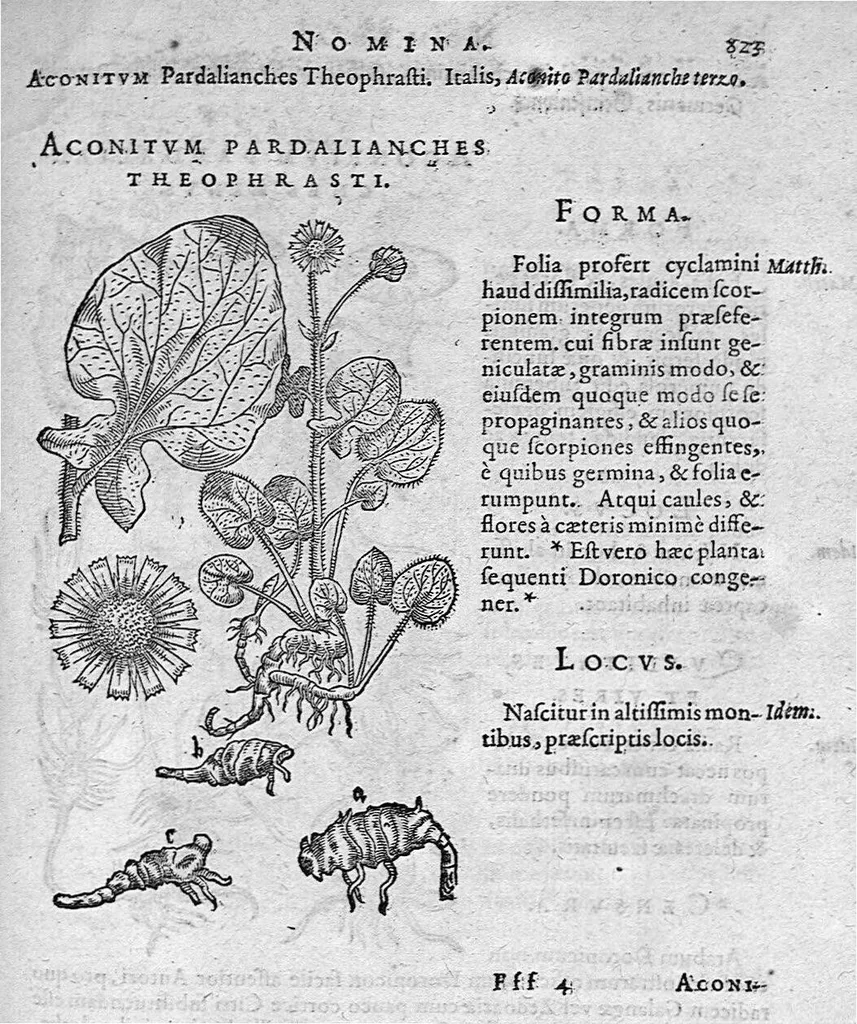 An illustration from De plantis Epitome utilissima, Petri Andreae Matthioli Senensis, medici excellentissimi, etc. Novis iconibus et descriptionibus pluribus nunc primum diligenter aucta, à D. Ioachimo Camerario medico inclytae Reip. Noribergensis., 1586, leaf 832