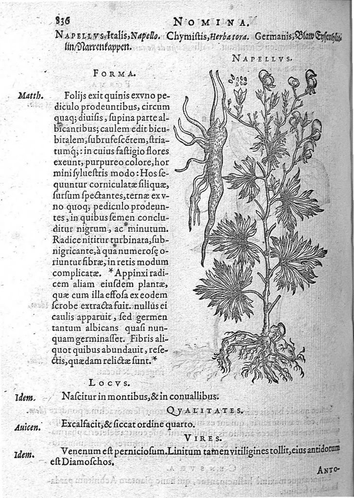 An illustration from De plantis Epitome utilissima, Petri Andreae Matthioli Senensis, medici excellentissimi, etc. Novis iconibus et descriptionibus pluribus nunc primum diligenter aucta, à D. Ioachimo Camerario medico inclytae Reip. Noribergensis., 1586, leaf 845