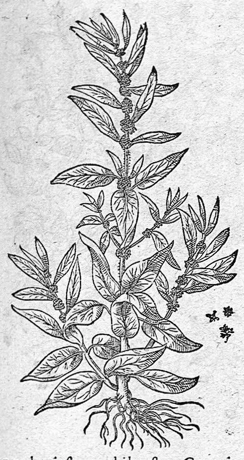 An illustration from De plantis Epitome utilissima, Petri Andreae Matthioli Senensis, medici excellentissimi, etc. Novis iconibus et descriptionibus pluribus nunc primum diligenter aucta, à D. Ioachimo Camerario medico inclytae Reip. Noribergensis., 1586, leaf 858