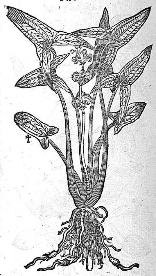 An illustration from De plantis Epitome utilissima, Petri Andreae Matthioli Senensis, medici excellentissimi, etc. Novis iconibus et descriptionibus pluribus nunc primum diligenter aucta, à D. Ioachimo Camerario medico inclytae Reip. Noribergensis., 1586, leaf 883