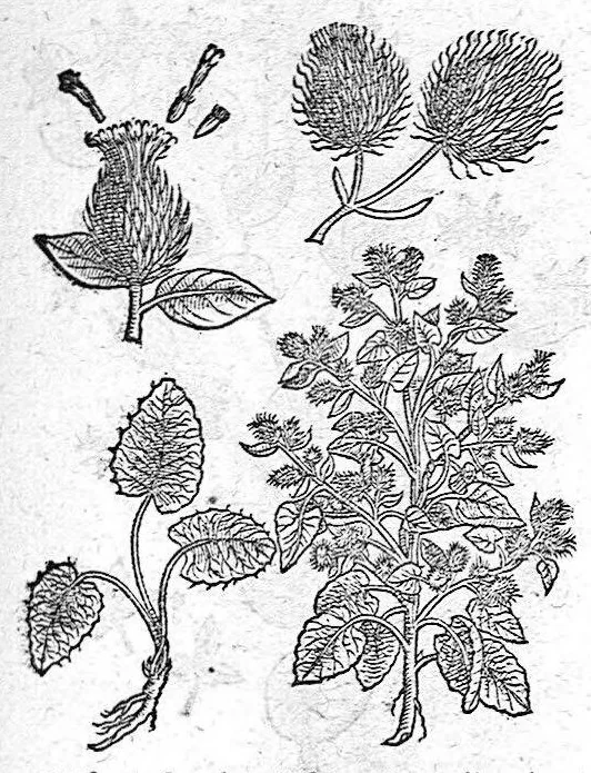 An illustration from De plantis Epitome utilissima, Petri Andreae Matthioli Senensis, medici excellentissimi, etc. Novis iconibus et descriptionibus pluribus nunc primum diligenter aucta, à D. Ioachimo Camerario medico inclytae Reip. Noribergensis., 1586, leaf 896