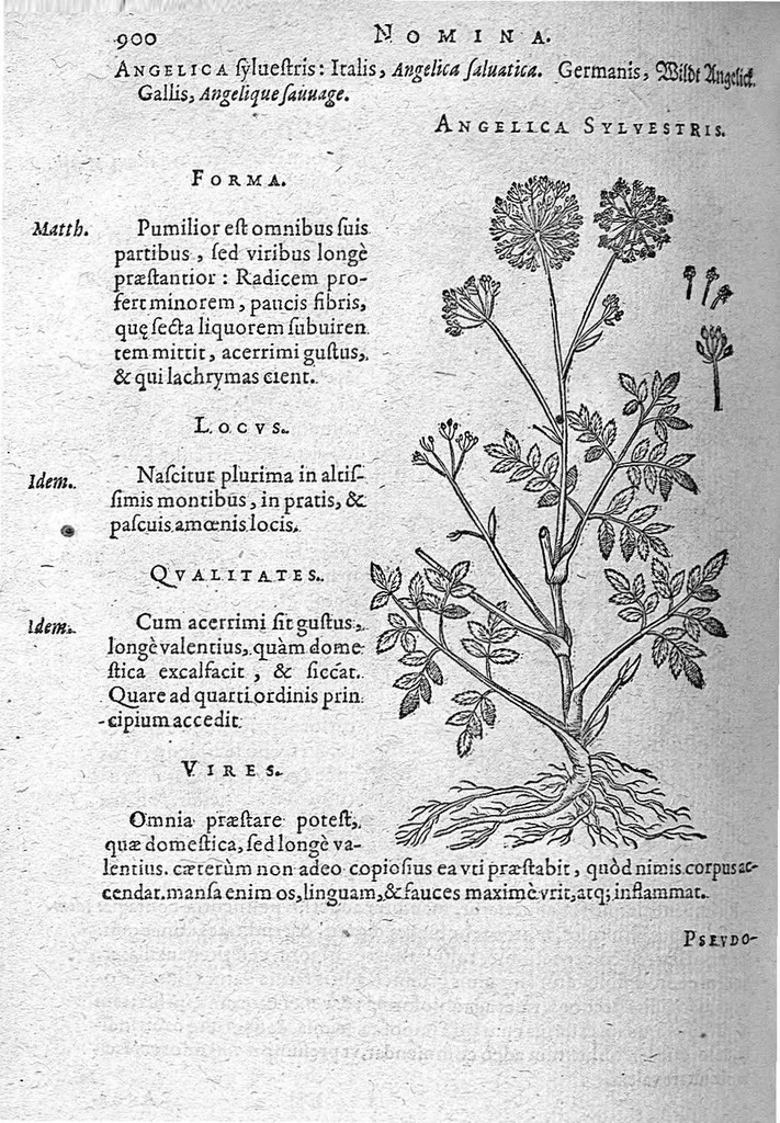 An illustration from De plantis Epitome utilissima, Petri Andreae Matthioli Senensis, medici excellentissimi, etc. Novis iconibus et descriptionibus pluribus nunc primum diligenter aucta, à D. Ioachimo Camerario medico inclytae Reip. Noribergensis., 1586, leaf 909