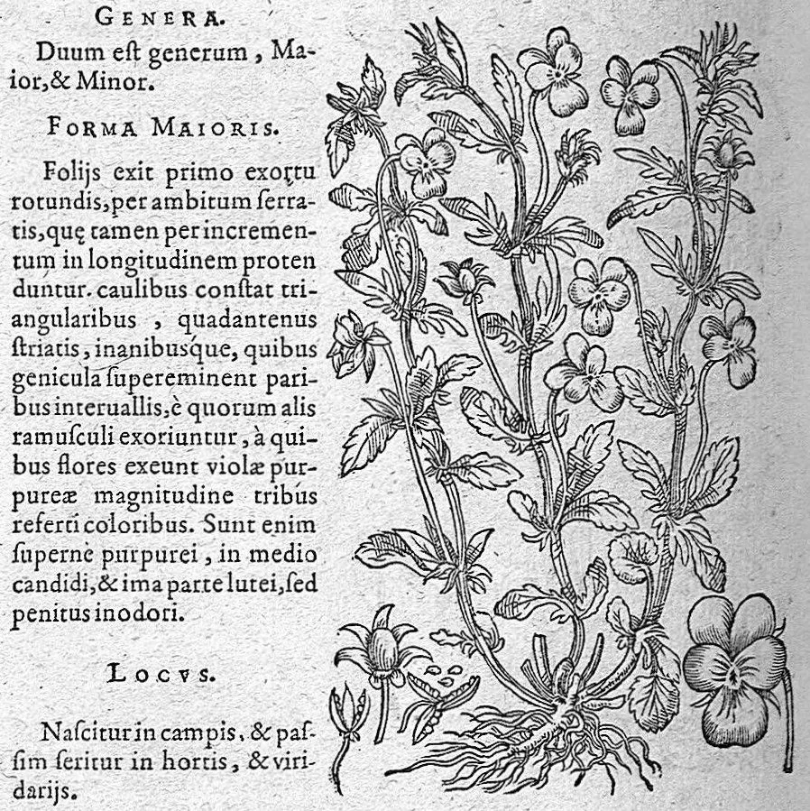 An illustration from De plantis Epitome utilissima, Petri Andreae Matthioli Senensis, medici excellentissimi, etc. Novis iconibus et descriptionibus pluribus nunc primum diligenter aucta, à D. Ioachimo Camerario medico inclytae Reip. Noribergensis., 1586, leaf 921