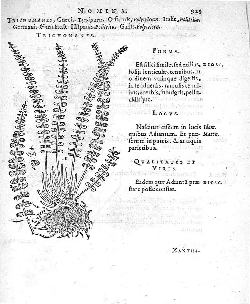 An illustration from De plantis Epitome utilissima, Petri Andreae Matthioli Senensis, medici excellentissimi, etc. Novis iconibus et descriptionibus pluribus nunc primum diligenter aucta, à D. Ioachimo Camerario medico inclytae Reip. Noribergensis., 1586, leaf 934