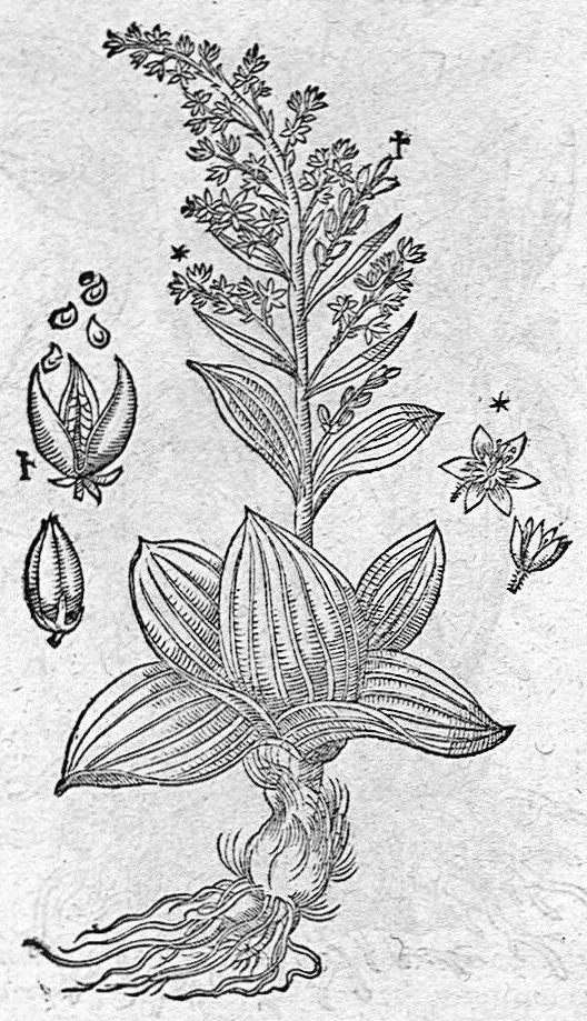 An illustration from De plantis Epitome utilissima, Petri Andreae Matthioli Senensis, medici excellentissimi, etc. Novis iconibus et descriptionibus pluribus nunc primum diligenter aucta, à D. Ioachimo Camerario medico inclytae Reip. Noribergensis., 1586, leaf 948