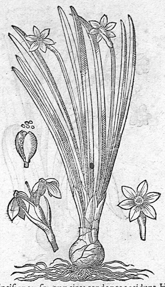 An illustration from De plantis Epitome utilissima, Petri Andreae Matthioli Senensis, medici excellentissimi, etc. Novis iconibus et descriptionibus pluribus nunc primum diligenter aucta, à D. Ioachimo Camerario medico inclytae Reip. Noribergensis., 1586, leaf 960