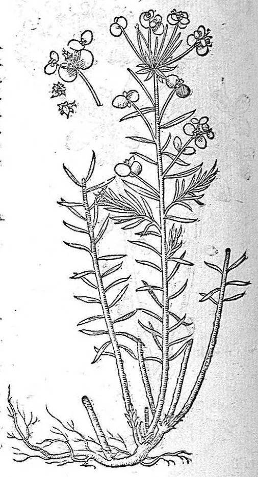 An illustration from De plantis Epitome utilissima, Petri Andreae Matthioli Senensis, medici excellentissimi, etc. Novis iconibus et descriptionibus pluribus nunc primum diligenter aucta, à D. Ioachimo Camerario medico inclytae Reip. Noribergensis., 1586, leaf 973
