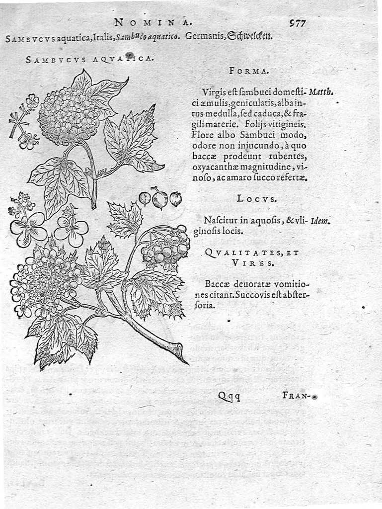 An illustration from De plantis Epitome utilissima, Petri Andreae Matthioli Senensis, medici excellentissimi, etc. Novis iconibus et descriptionibus pluribus nunc primum diligenter aucta, à D. Ioachimo Camerario medico inclytae Reip. Noribergensis., 1586, leaf 986