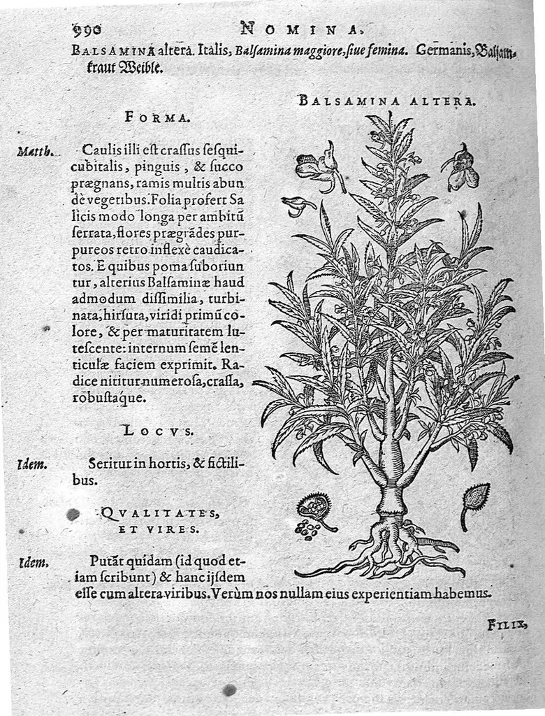 An illustration from De plantis Epitome utilissima, Petri Andreae Matthioli Senensis, medici excellentissimi, etc. Novis iconibus et descriptionibus pluribus nunc primum diligenter aucta, à D. Ioachimo Camerario medico inclytae Reip. Noribergensis., 1586, leaf 999