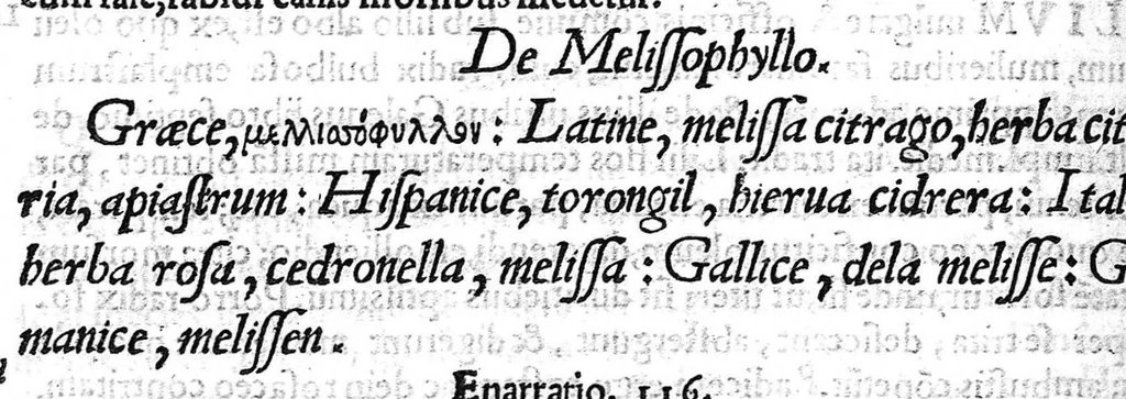 An illustration from Amati Lusitani Medici ac philosophi celeberrimi In Dioscoridis Anazarbei de medica materia libros quique enarrationes eruditissimae, quibus etiam tum simplicium medicamentorum nomenclaturae graecae, latinae, italicae, germanicae, et gallicae proponuntur (...), 1557, leaf 355