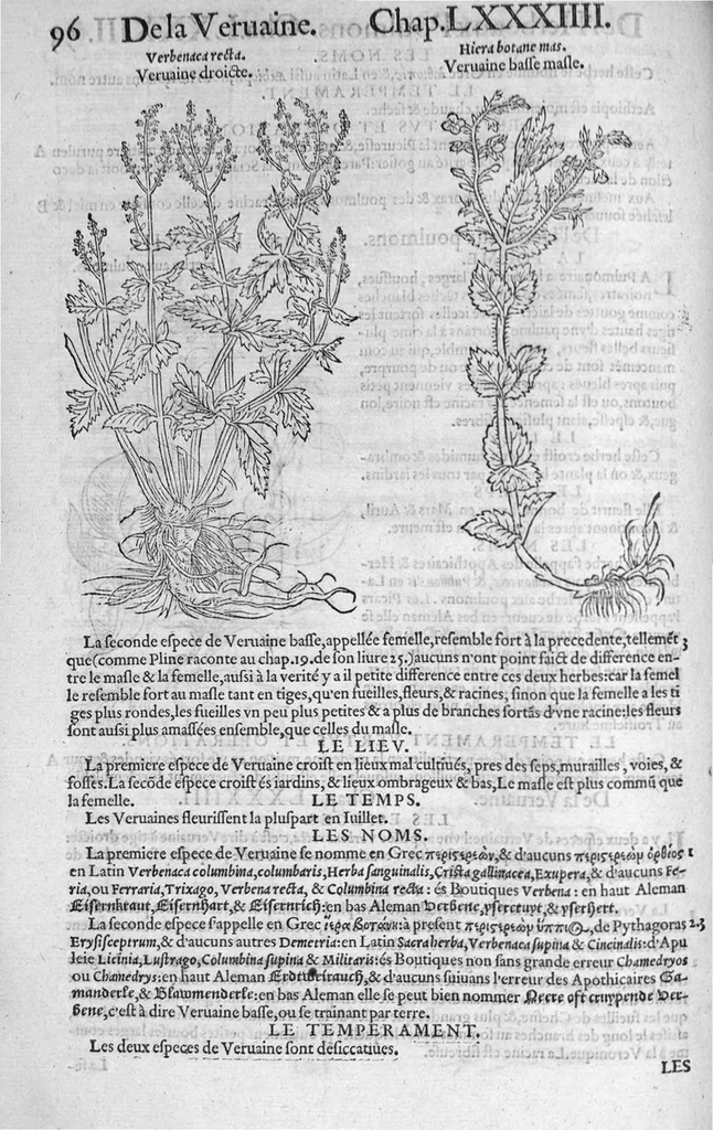 An illustration from Histoire des plantes, en laquelle est contenue la description entiere des herbes, c’est à dire, leurs Especes, Forme, Noms, Temperament, Vertus et Operations : non seulement de celles qui croissent en ce païs, mais aussi des autres estrangeres qui viennent en usage de Medecine. Par Rembert Dodoens Medecin de la Ville de Malines. Nouvellement traduite de bas Aleman en François par Charles de l’Escluse, 1567, leaf 119