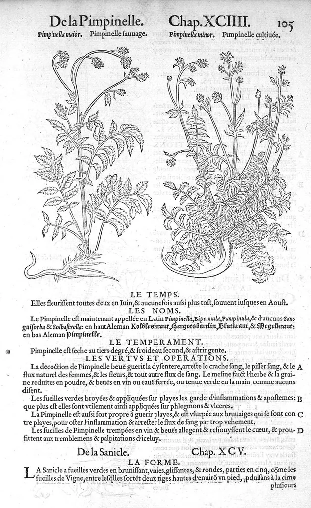 An illustration from Histoire des plantes, en laquelle est contenue la description entiere des herbes, c’est à dire, leurs Especes, Forme, Noms, Temperament, Vertus et Operations : non seulement de celles qui croissent en ce païs, mais aussi des autres estrangeres qui viennent en usage de Medecine. Par Rembert Dodoens Medecin de la Ville de Malines. Nouvellement traduite de bas Aleman en François par Charles de l’Escluse, 1567, leaf 128