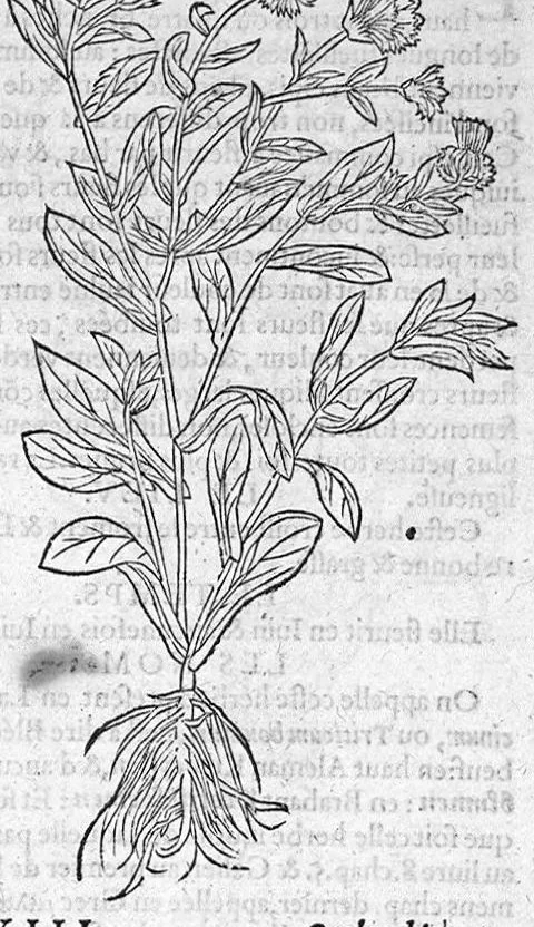 An illustration from Histoire des plantes, en laquelle est contenue la description entiere des herbes, c’est à dire, leurs Especes, Forme, Noms, Temperament, Vertus et Operations : non seulement de celles qui croissent en ce païs, mais aussi des autres estrangeres qui viennent en usage de Medecine. Par Rembert Dodoens Medecin de la Ville de Malines. Nouvellement traduite de bas Aleman en François par Charles de l’Escluse, 1567, leaf 144