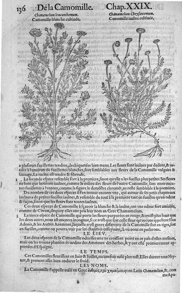 An illustration from Histoire des plantes, en laquelle est contenue la description entiere des herbes, c’est à dire, leurs Especes, Forme, Noms, Temperament, Vertus et Operations : non seulement de celles qui croissent en ce païs, mais aussi des autres estrangeres qui viennent en usage de Medecine. Par Rembert Dodoens Medecin de la Ville de Malines. Nouvellement traduite de bas Aleman en François par Charles de l’Escluse, 1567, leaf 159