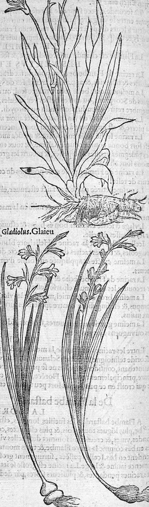 An illustration from Histoire des plantes, en laquelle est contenue la description entiere des herbes, c’est à dire, leurs Especes, Forme, Noms, Temperament, Vertus et Operations : non seulement de celles qui croissent en ce païs, mais aussi des autres estrangeres qui viennent en usage de Medecine. Par Rembert Dodoens Medecin de la Ville de Malines. Nouvellement traduite de bas Aleman en François par Charles de l’Escluse, 1567, leaf 167
