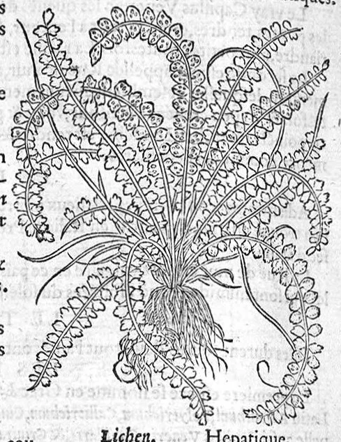 An illustration from Histoire des plantes, en laquelle est contenue la description entiere des herbes, c’est à dire, leurs Especes, Forme, Noms, Temperament, Vertus et Operations : non seulement de celles qui croissent en ce païs, mais aussi des autres estrangeres qui viennent en usage de Medecine. Par Rembert Dodoens Medecin de la Ville de Malines. Nouvellement traduite de bas Aleman en François par Charles de l’Escluse, 1567, leaf 303