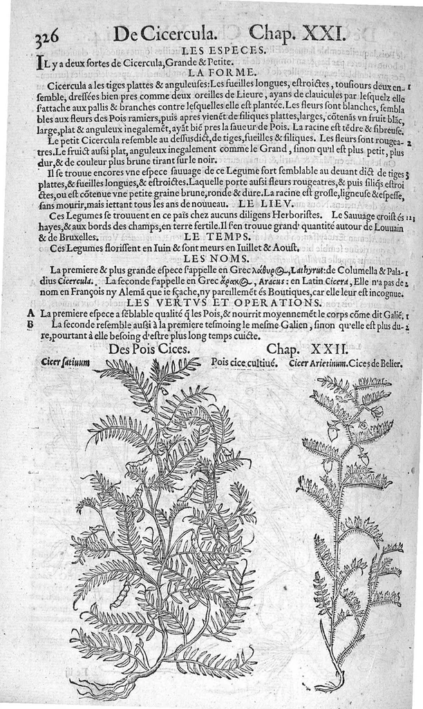 An illustration from Histoire des plantes, en laquelle est contenue la description entiere des herbes, c’est à dire, leurs Especes, Forme, Noms, Temperament, Vertus et Operations : non seulement de celles qui croissent en ce païs, mais aussi des autres estrangeres qui viennent en usage de Medecine. Par Rembert Dodoens Medecin de la Ville de Malines. Nouvellement traduite de bas Aleman en François par Charles de l’Escluse, 1567, leaf 349