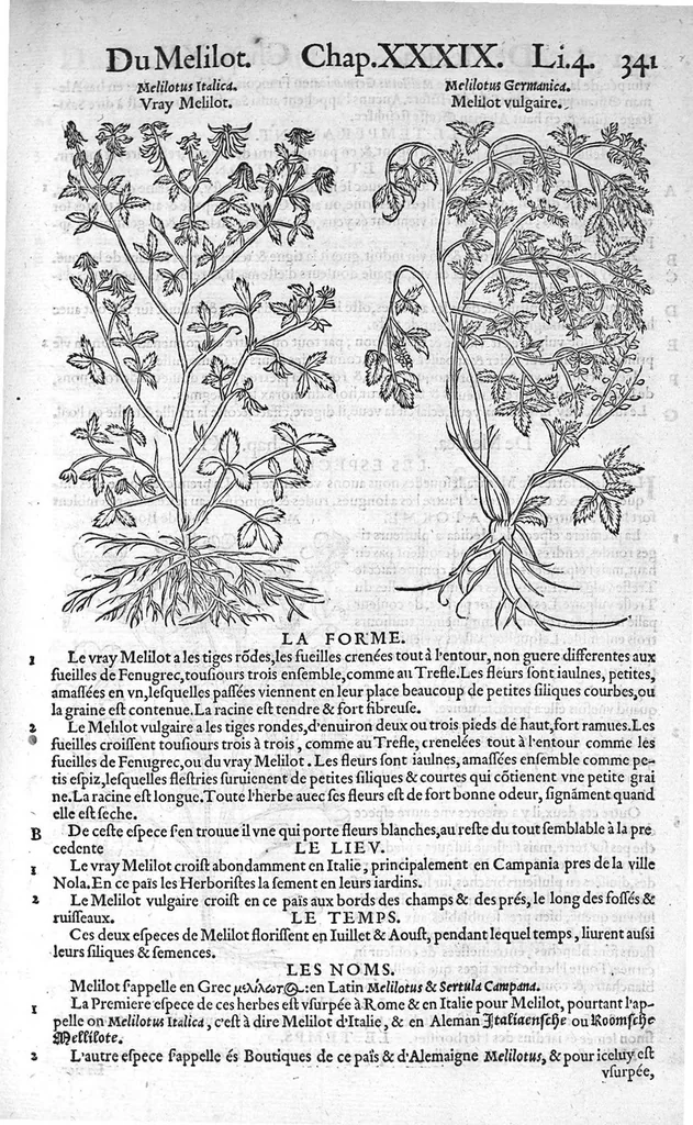 An illustration from Histoire des plantes, en laquelle est contenue la description entiere des herbes, c’est à dire, leurs Especes, Forme, Noms, Temperament, Vertus et Operations : non seulement de celles qui croissent en ce païs, mais aussi des autres estrangeres qui viennent en usage de Medecine. Par Rembert Dodoens Medecin de la Ville de Malines. Nouvellement traduite de bas Aleman en François par Charles de l’Escluse, 1567, leaf 364