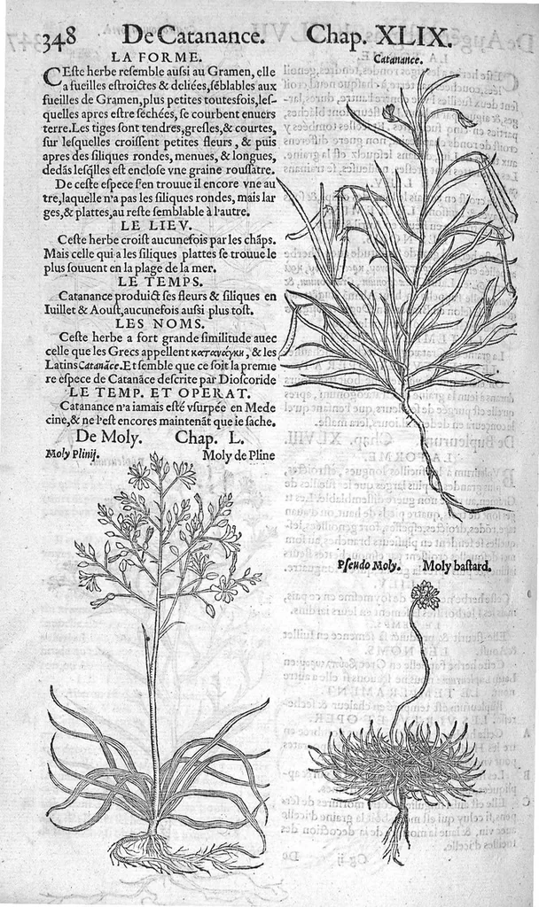 An illustration from Histoire des plantes, en laquelle est contenue la description entiere des herbes, c’est à dire, leurs Especes, Forme, Noms, Temperament, Vertus et Operations : non seulement de celles qui croissent en ce païs, mais aussi des autres estrangeres qui viennent en usage de Medecine. Par Rembert Dodoens Medecin de la Ville de Malines. Nouvellement traduite de bas Aleman en François par Charles de l’Escluse, 1567, leaf 371