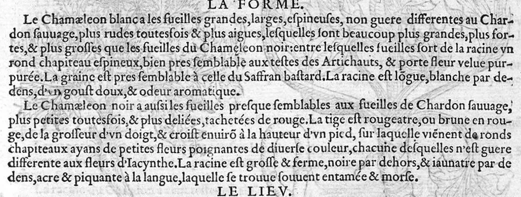 An illustration from Histoire des plantes, en laquelle est contenue la description entiere des herbes, c’est à dire, leurs Especes, Forme, Noms, Temperament, Vertus et Operations : non seulement de celles qui croissent en ce païs, mais aussi des autres estrangeres qui viennent en usage de Medecine. Par Rembert Dodoens Medecin de la Ville de Malines. Nouvellement traduite de bas Aleman en François par Charles de l’Escluse, 1567, leaf 378