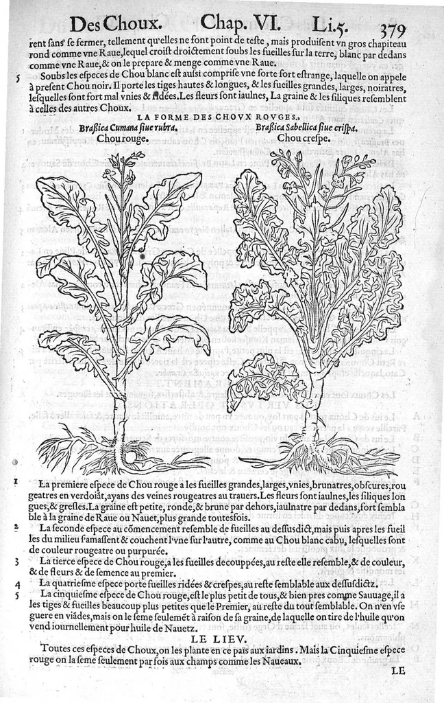 An illustration from Histoire des plantes, en laquelle est contenue la description entiere des herbes, c’est à dire, leurs Especes, Forme, Noms, Temperament, Vertus et Operations : non seulement de celles qui croissent en ce païs, mais aussi des autres estrangeres qui viennent en usage de Medecine. Par Rembert Dodoens Medecin de la Ville de Malines. Nouvellement traduite de bas Aleman en François par Charles de l’Escluse, 1567, leaf 402