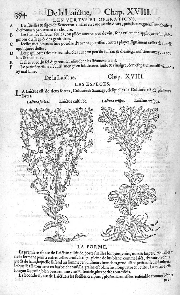 An illustration from Histoire des plantes, en laquelle est contenue la description entiere des herbes, c’est à dire, leurs Especes, Forme, Noms, Temperament, Vertus et Operations : non seulement de celles qui croissent en ce païs, mais aussi des autres estrangeres qui viennent en usage de Medecine. Par Rembert Dodoens Medecin de la Ville de Malines. Nouvellement traduite de bas Aleman en François par Charles de l’Escluse, 1567, leaf 417
