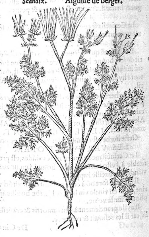 An illustration from Histoire des plantes, en laquelle est contenue la description entiere des herbes, c’est à dire, leurs Especes, Forme, Noms, Temperament, Vertus et Operations : non seulement de celles qui croissent en ce païs, mais aussi des autres estrangeres qui viennent en usage de Medecine. Par Rembert Dodoens Medecin de la Ville de Malines. Nouvellement traduite de bas Aleman en François par Charles de l’Escluse, 1567, leaf 449
