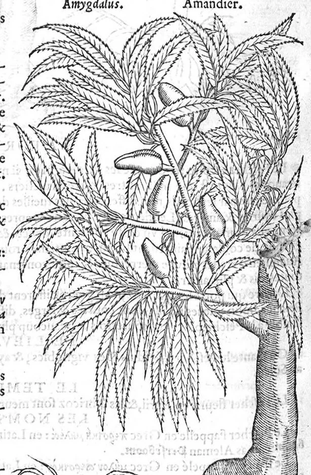 An illustration from Histoire des plantes, en laquelle est contenue la description entiere des herbes, c’est à dire, leurs Especes, Forme, Noms, Temperament, Vertus et Operations : non seulement de celles qui croissent en ce païs, mais aussi des autres estrangeres qui viennent en usage de Medecine. Par Rembert Dodoens Medecin de la Ville de Malines. Nouvellement traduite de bas Aleman en François par Charles de l’Escluse, 1567, leaf 521
