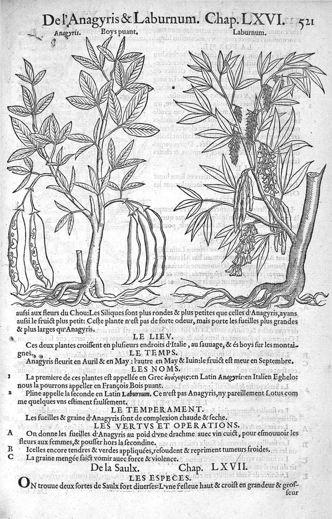 An illustration from Histoire des plantes, en laquelle est contenue la description entiere des herbes, c’est à dire, leurs Especes, Forme, Noms, Temperament, Vertus et Operations : non seulement de celles qui croissent en ce païs, mais aussi des autres estrangeres qui viennent en usage de Medecine. Par Rembert Dodoens Medecin de la Ville de Malines. Nouvellement traduite de bas Aleman en François par Charles de l’Escluse, 1567, leaf 544