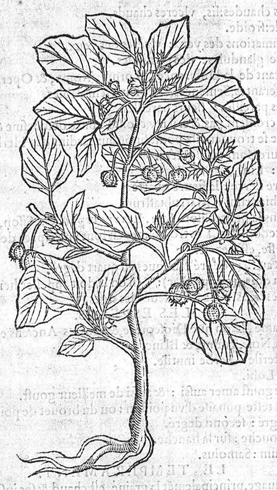 An illustration from Histoire des plantes, en laquelle est contenue la description entiere des herbes, c’est à dire, leurs Especes, Forme, Noms, Temperament, Vertus et Operations : non seulement de celles qui croissent en ce païs, mais aussi des autres estrangeres qui viennent en usage de Medecine. Par Rembert Dodoens Medecin de la Ville de Malines. Nouvellement traduite de bas Aleman en François par Charles de l’Escluse, 1567, leaf 643