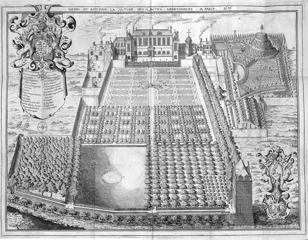 An illustration from Description du jardin royal des plantes médecinales étably par le roi Louis le Juste à Paris, contenant le catalogue des plantes qui y sont de présent cultivées, ensemble le plan du jardin, 1636, leaf 109