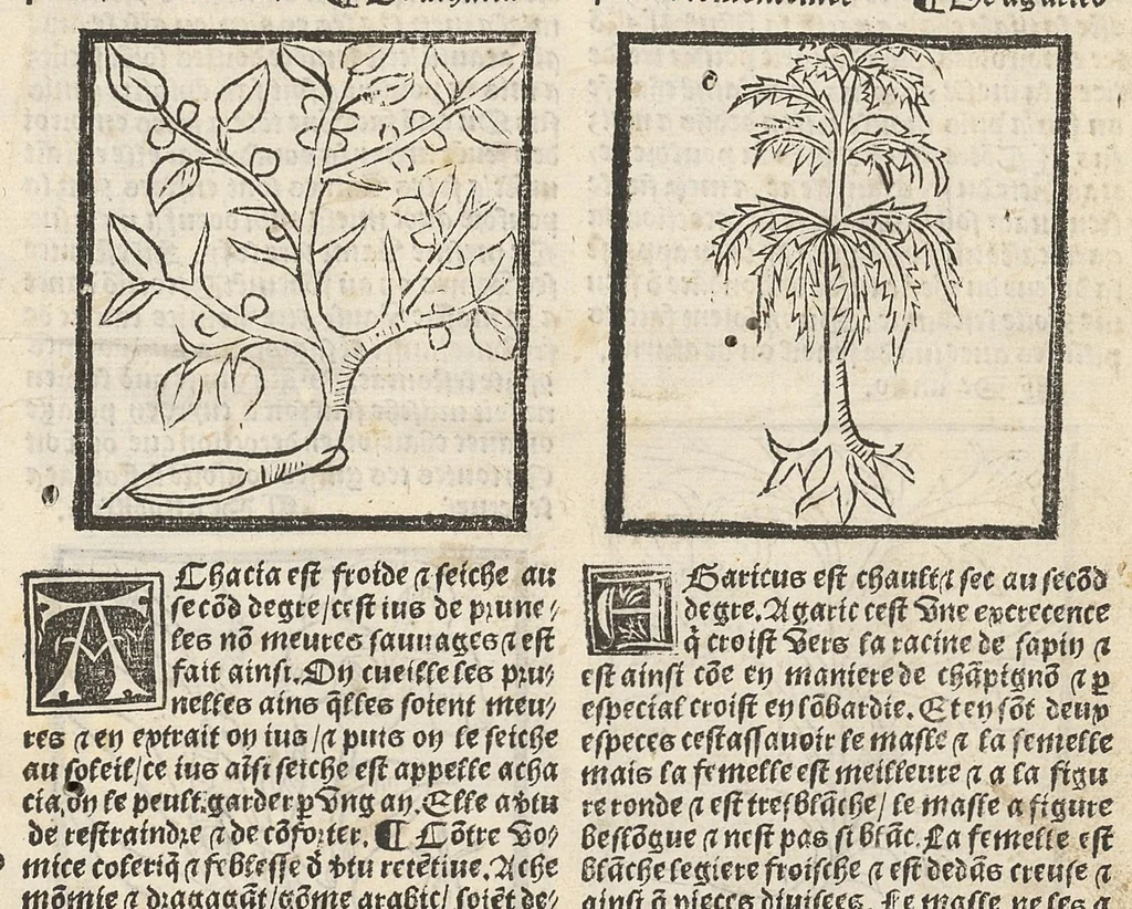 An illustration from Le Grant herbier en françois., 1500, leaf 10