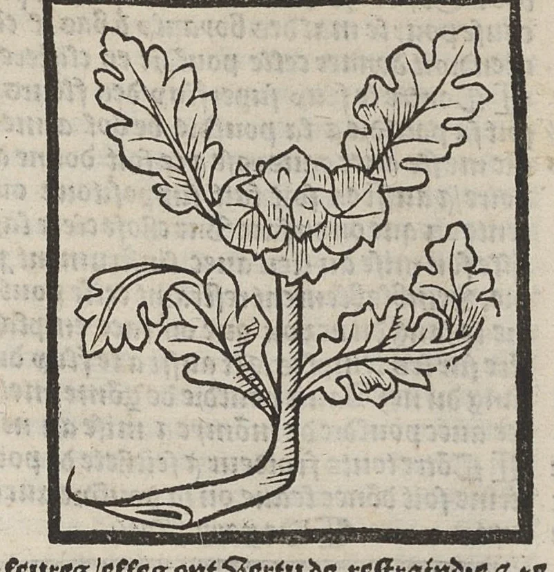 An illustration from Le Grant herbier en françois., 1500, leaf 105