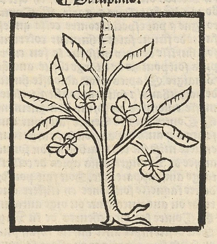 An illustration from Le Grant herbier en françois., 1500, leaf 123