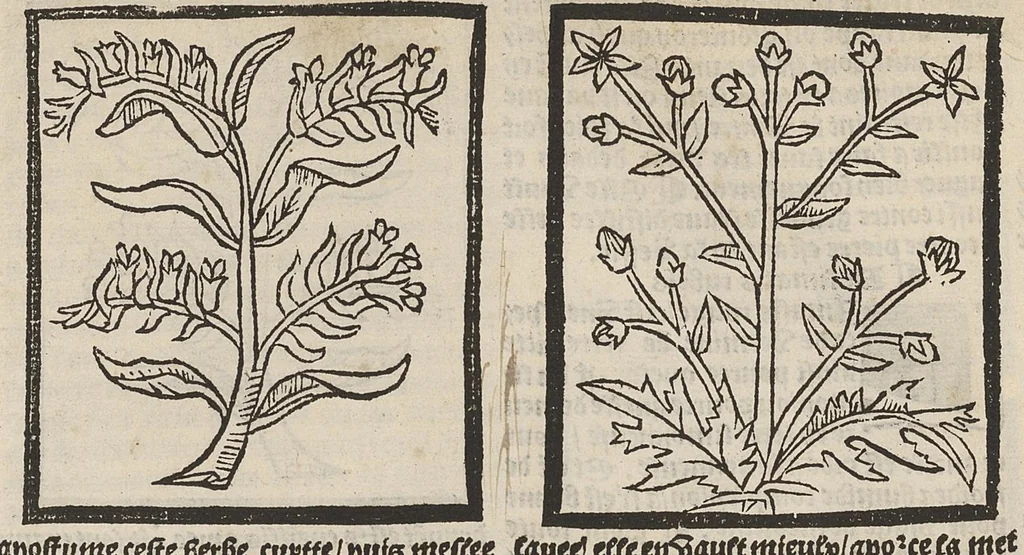 An illustration from Le Grant herbier en françois., 1500, leaf 130